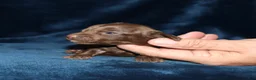 Miniature Dachshund dogs for sale: Kaylee - Ad 4