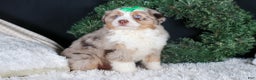 Miniature Australian Shepherd dogs for sale: SAMMY - Ad 3