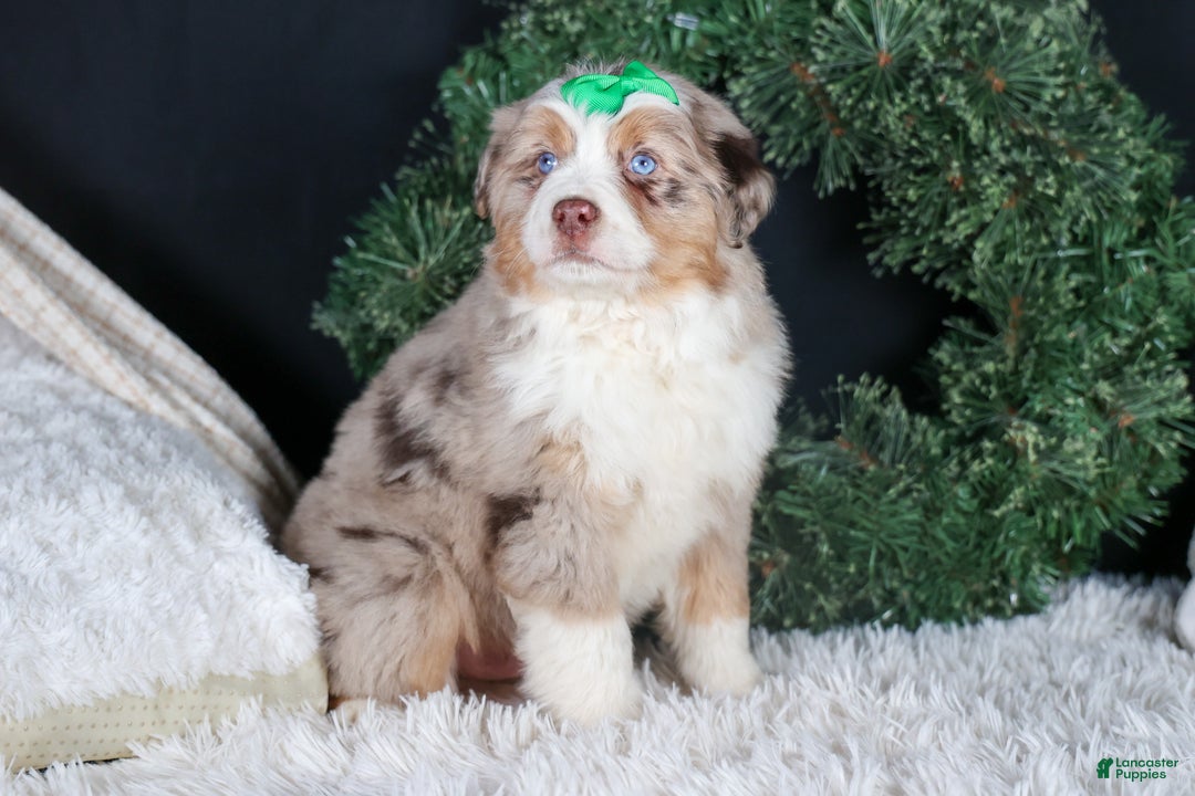 Miniature Australian Shepherd dogs for sale: SAMMY - Ad 3