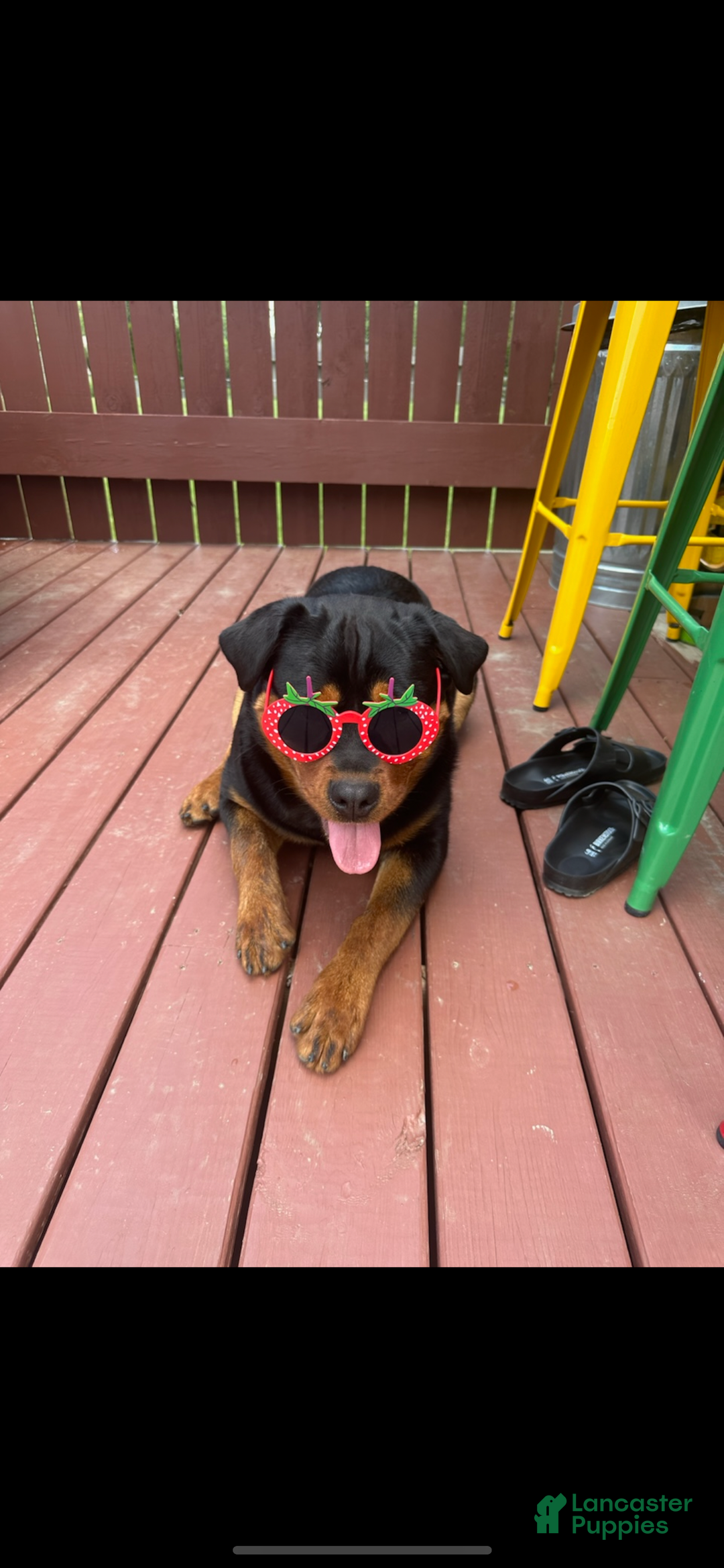 Rottweiler dogs for sale: Luke - Ad 3