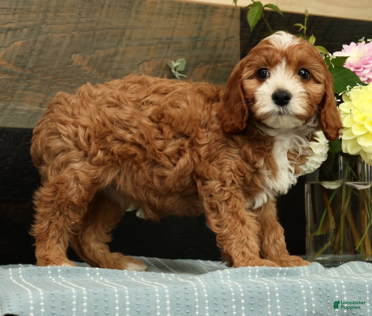 Cavapoo dogs Fifi - Ad 2