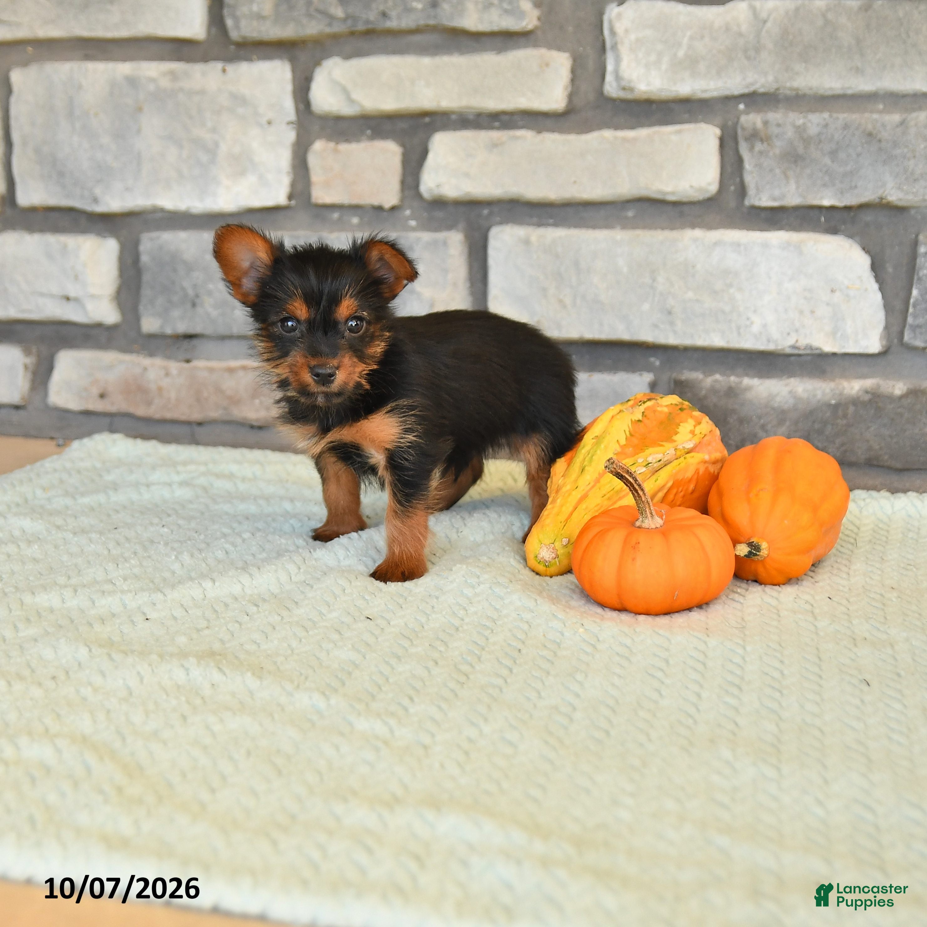 Noah (Yorkshire Terrier, Male) in Madisonburg, PA