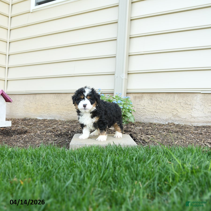 Bernedoodle dogs Gunner - Ad 1