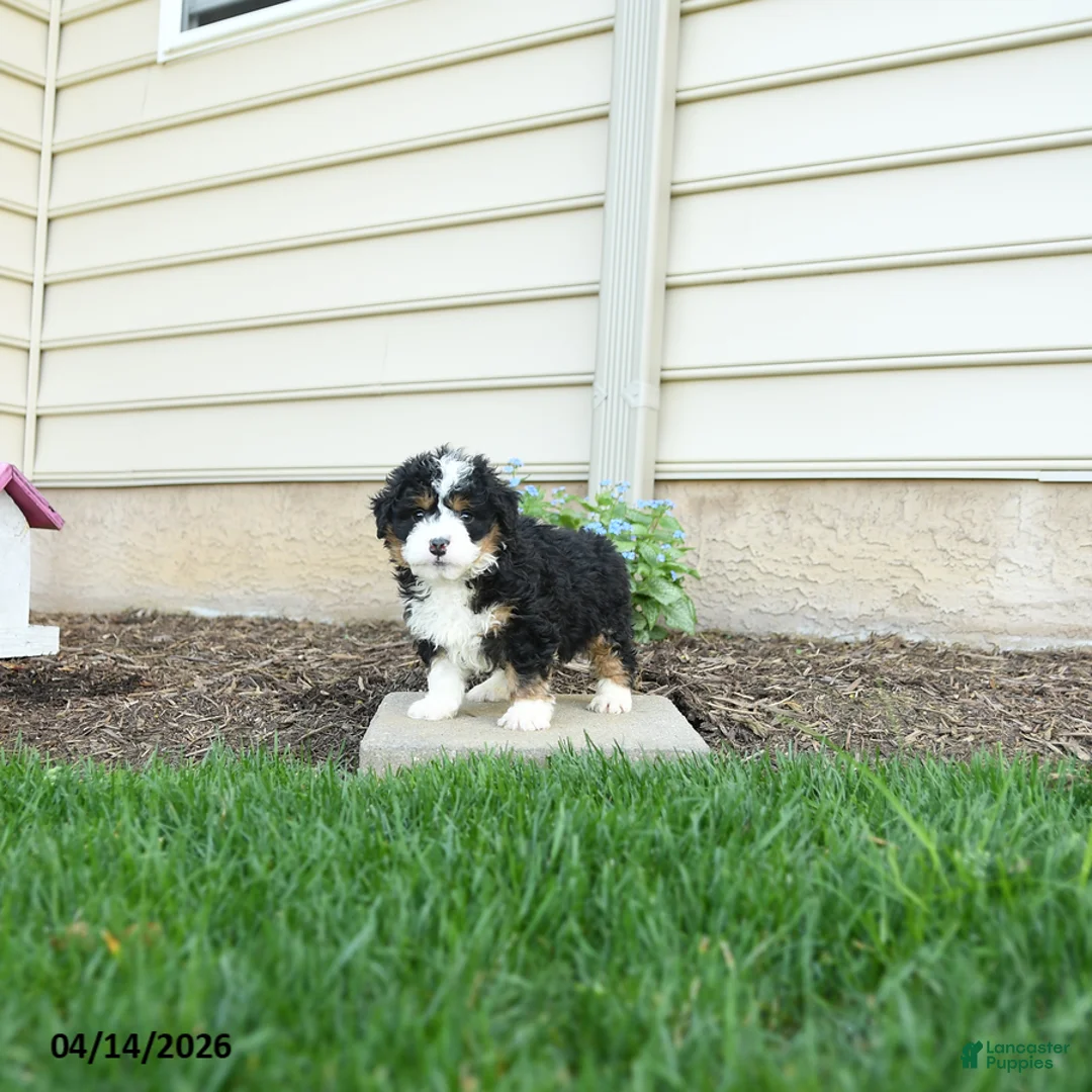 Bernedoodle dogs for sale: Gunner - Ad 1