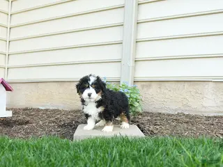 Bernedoodle dogs for sale: Gunner - Ad 3