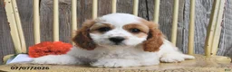 Cavapoo dogs for sale: Diesel - Ad 2