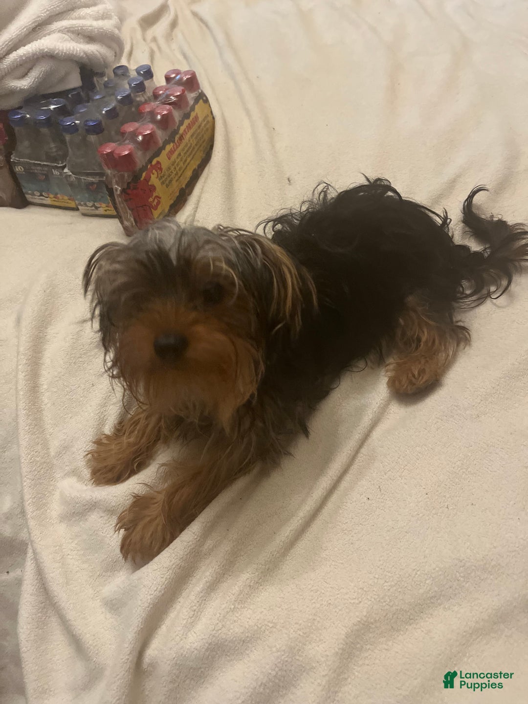 Yorkshire Terrier dogs for sale: Yorkshire Terrier Puppy 1 - Ad 5