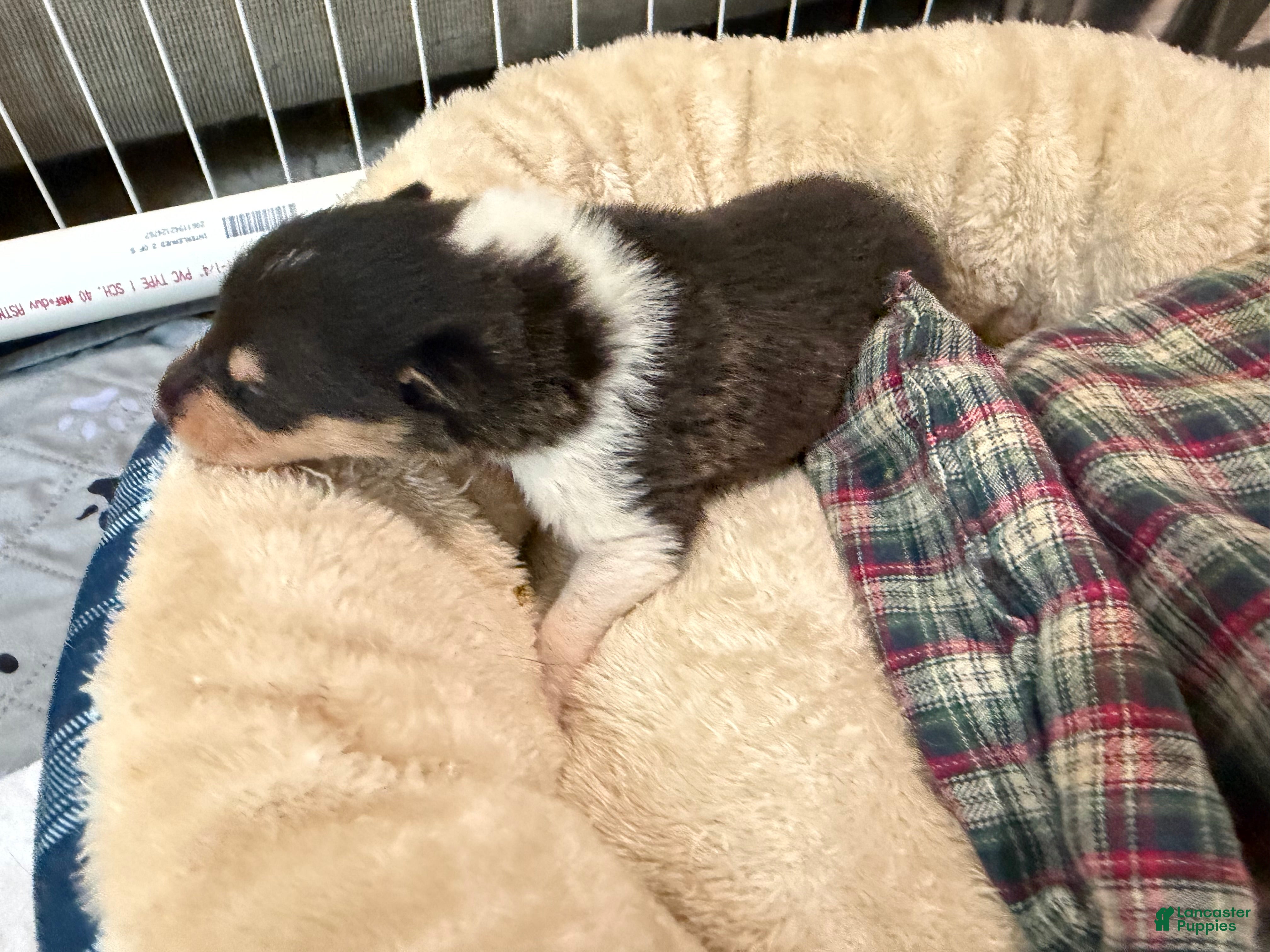 Collie dogs Stan - Ad 11