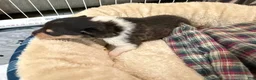Collie dogs for sale: Stan - Ad 1