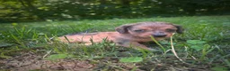 Dachshund dogs for sale: Female Four - Ad 3