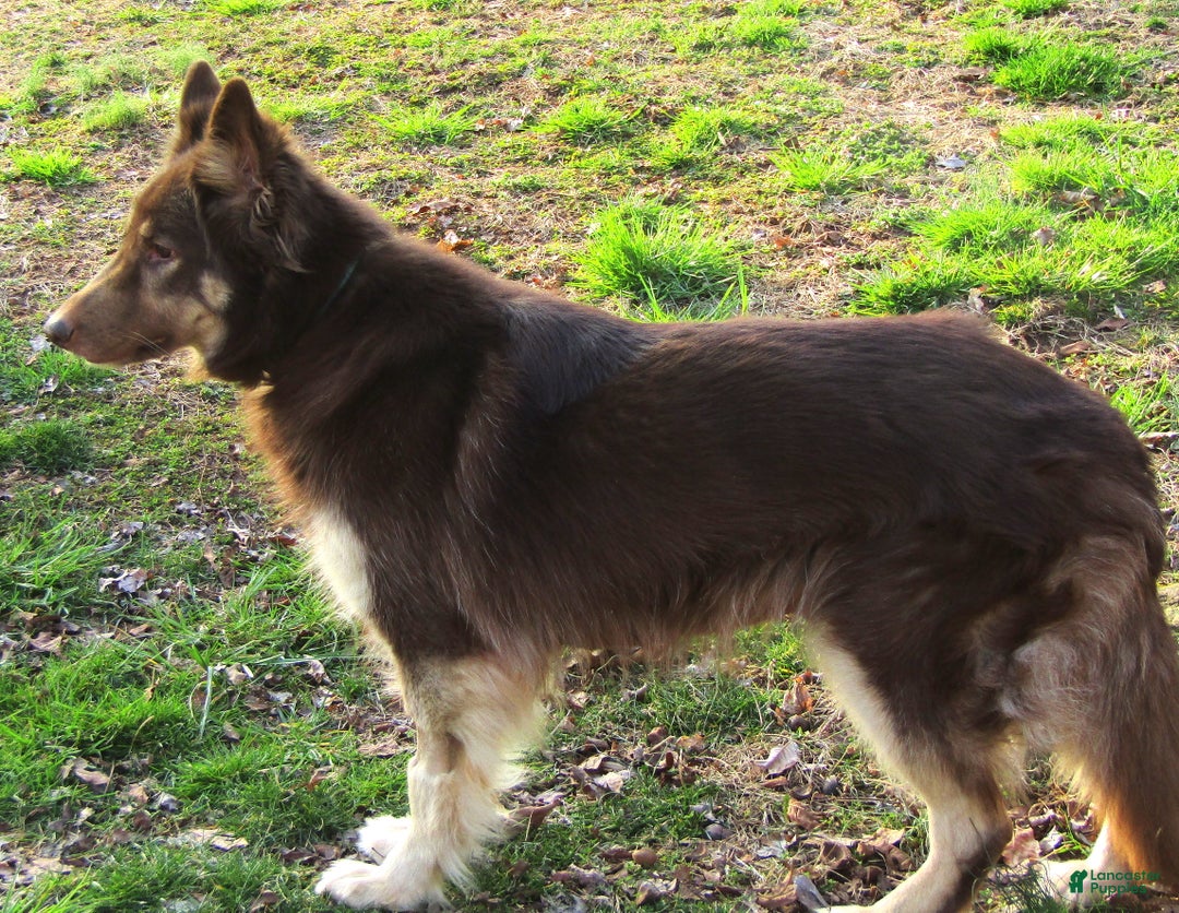 German Shepherd dogs for sale: German Shepherd Puppy 1 - Ad 8