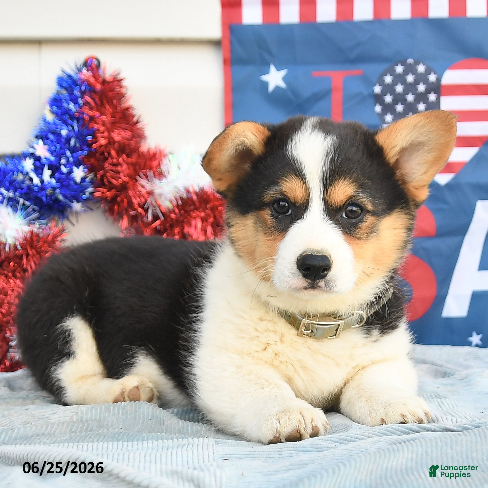 Welsh Corgi Pembroke dogs Samuel Adams - Ad 1