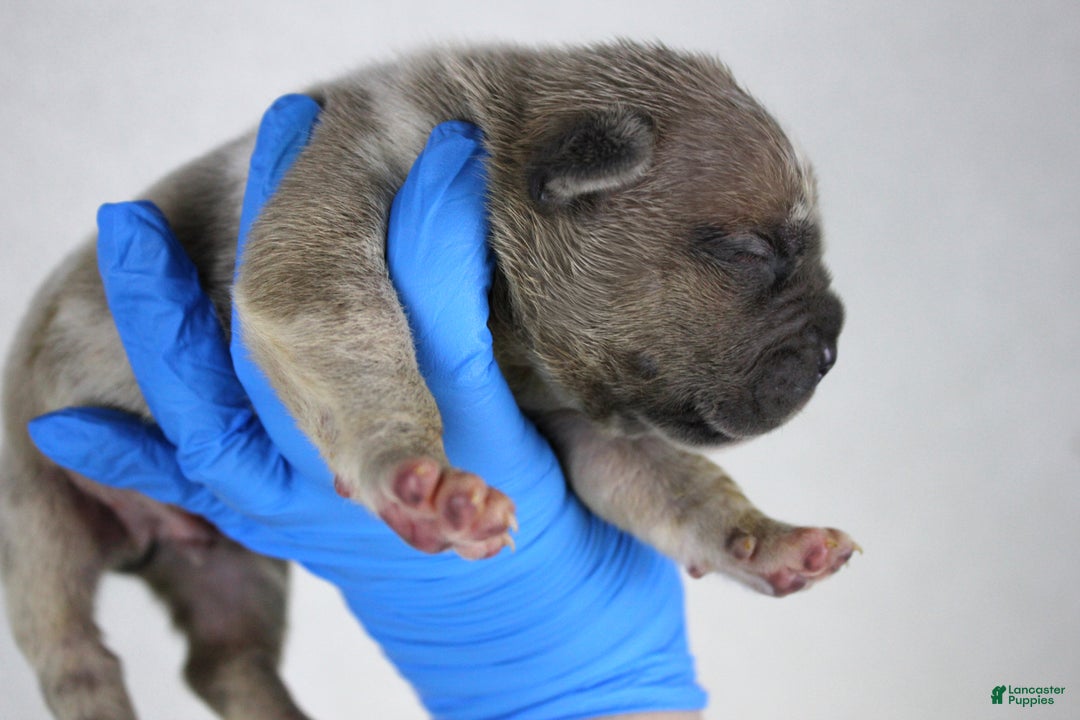 American Bully dogs for sale: Lilac Female - Ad 9