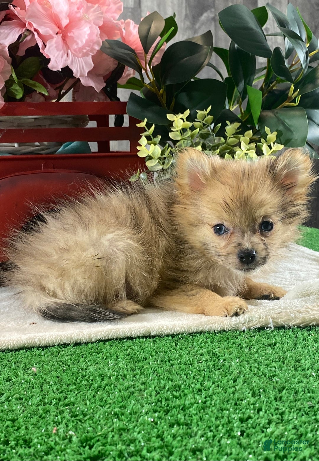 Pomeranian dogs for sale: Paige - Ad 4