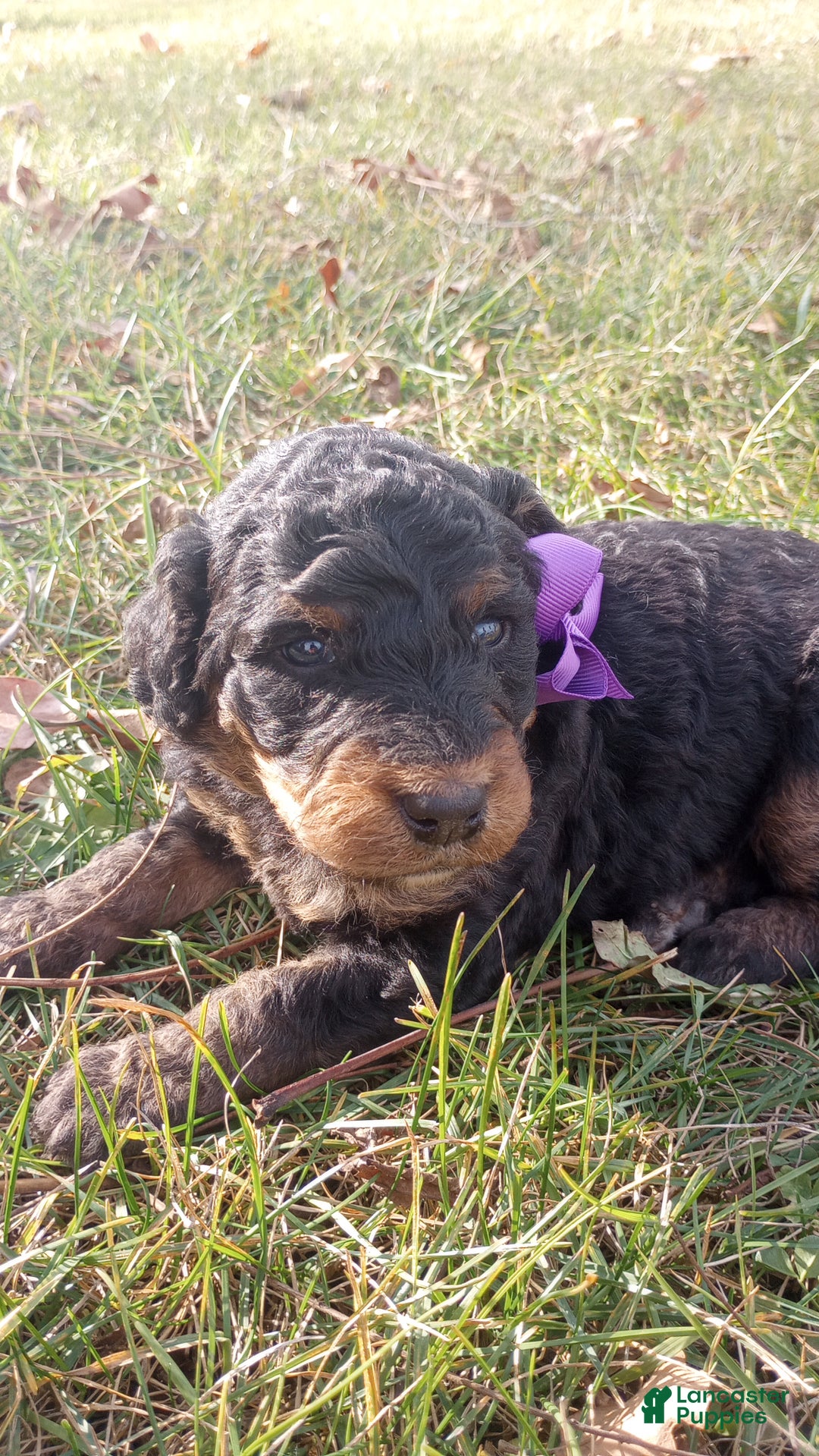 Bernedoodle dogs for sale: Bernedoodle Bella - Ad 3