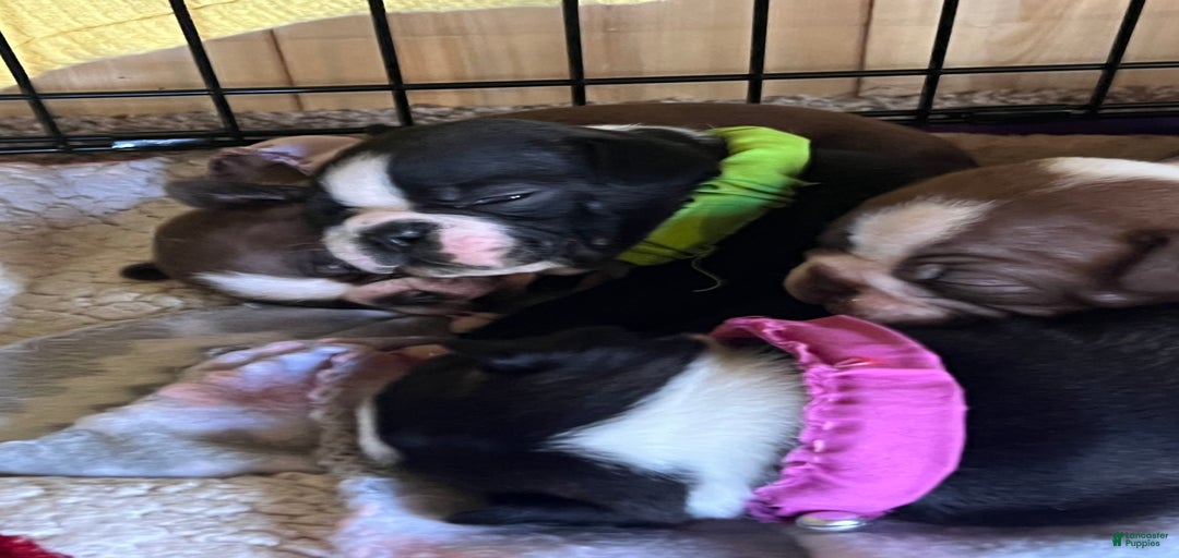 Gallery Image {{count}}