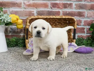 Labrador Retriever dogs Juni - Ad 41