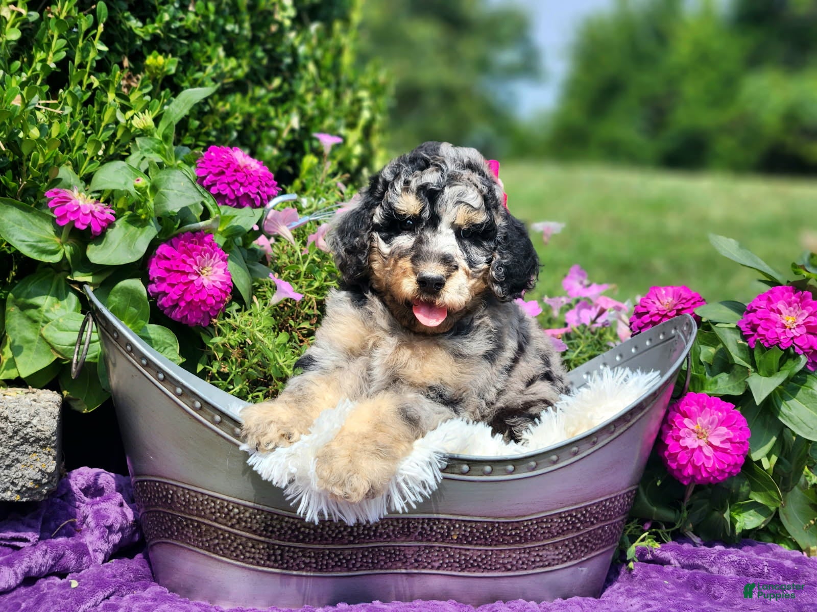 Standard Poodle dogs Marina - Ad 2