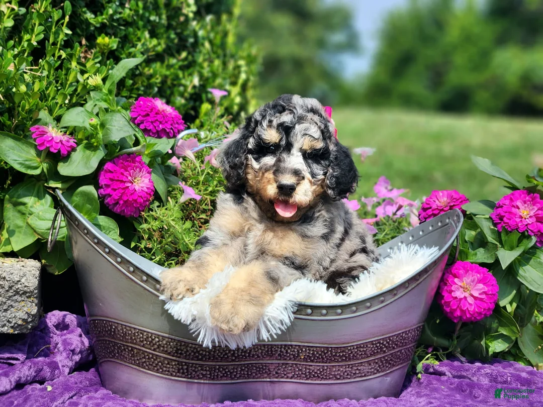 Standard Poodle dogs for sale: Marina - Ad 2