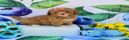 Mixed Breed dogs for sale: Brie - Ad 5