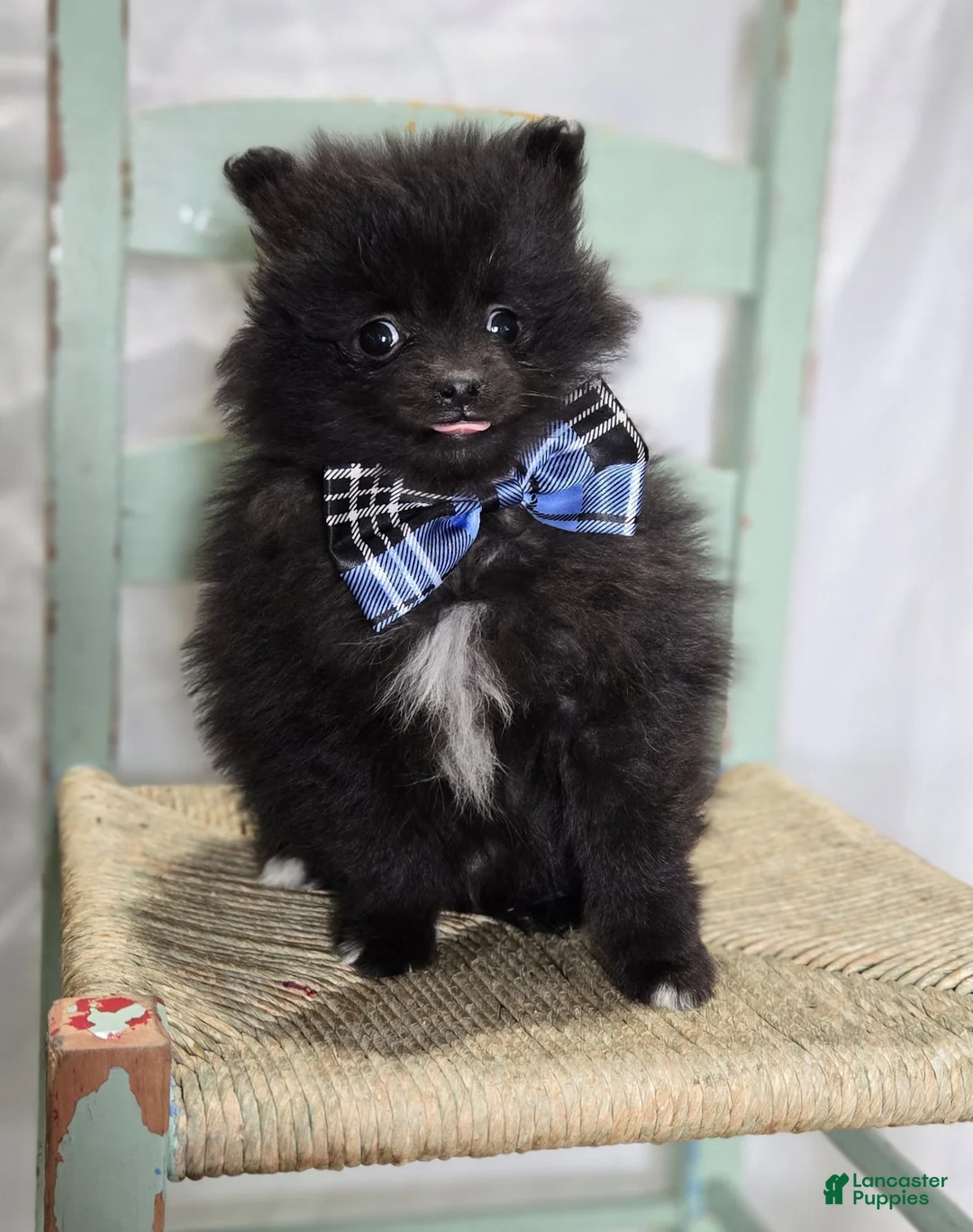 Pomeranian dogs for sale: Buster - Ad 5