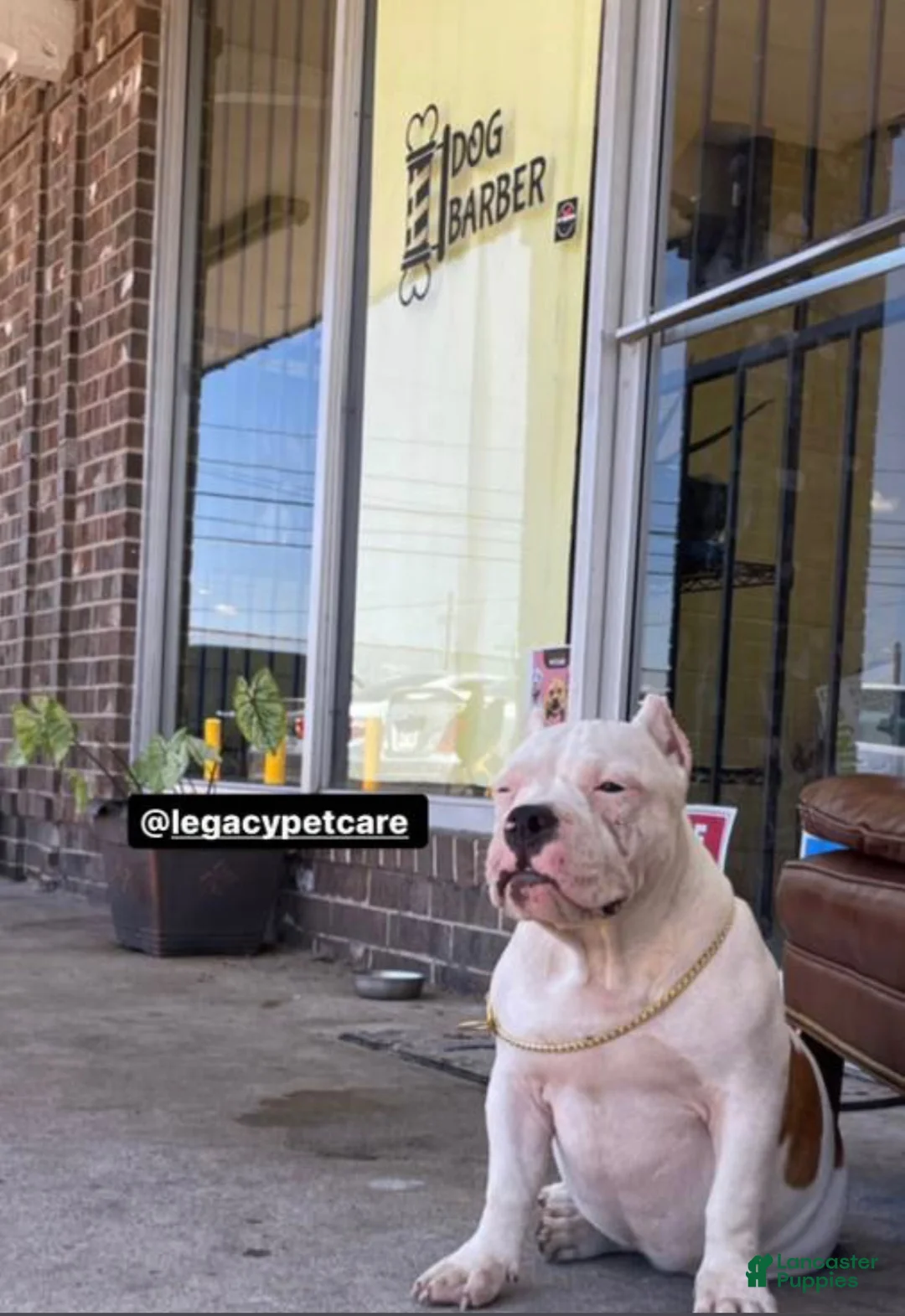 American Bully dogs for sale: Koda - Ad 10