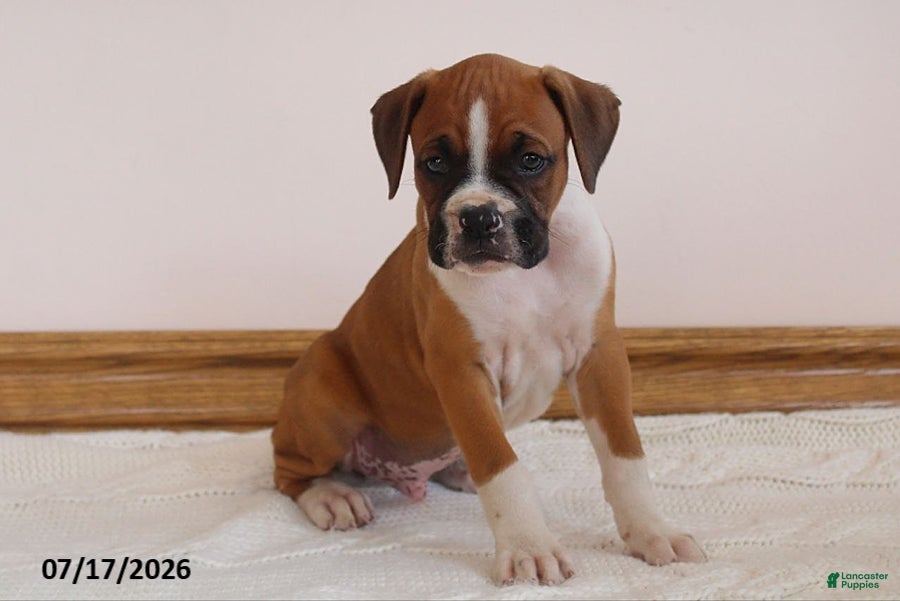 Boxer dogs Rocky - Ad 2