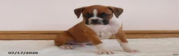 Boxer dogs for sale: Rocky - Ad 2