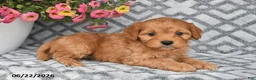 Cavapoo dogs for sale: Theo - Ad 6