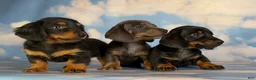Miniature Dachshund dogs for sale: Jaxx-AKC Black & Tan LH-PRA Clear-DNA/OFA-Sire Prospect - Ad 5