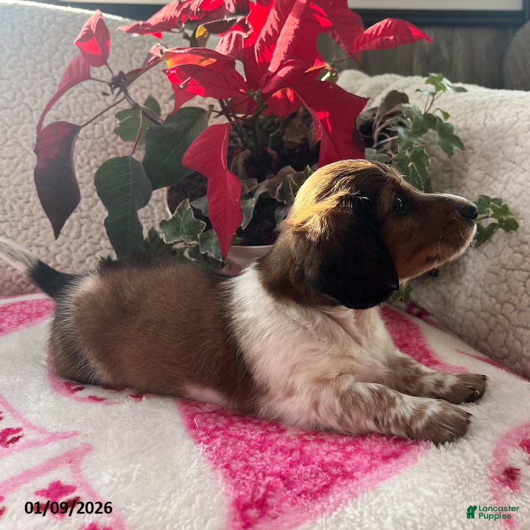 Miniature Dachshund dogs for sale: Jane - Ad 4