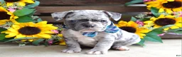 French Bulldog dogs for sale: Louie - Ad 2