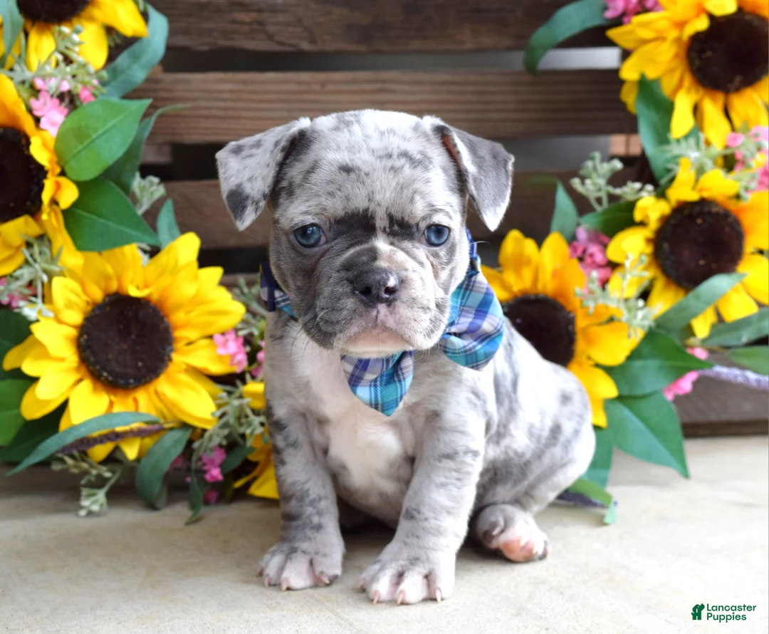 French Bulldog dogs for sale: Louie - Ad 2