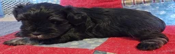 Miniature Schnauzer dogs for sale: Boy 1 - Ad 8
