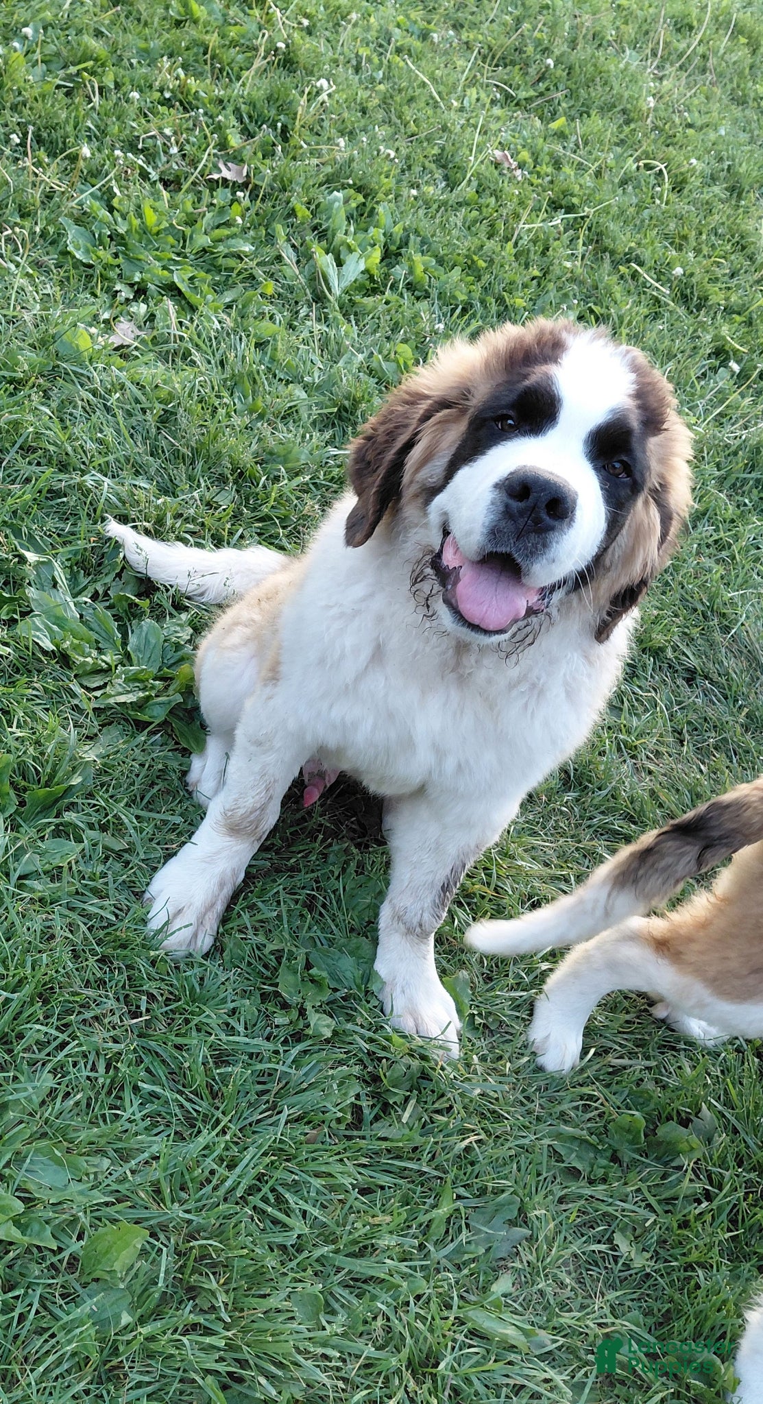 Saint Bernard dogs Saint Bernard Puppy 1 - Ad 1
