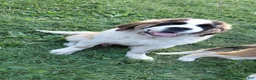 Saint Bernard dogs for sale: Saint Bernard Puppy 1 - Ad 1