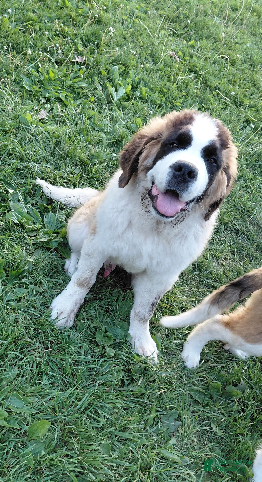 Saint Bernard dogs for sale: Saint Bernard Puppy 1 - Ad 1