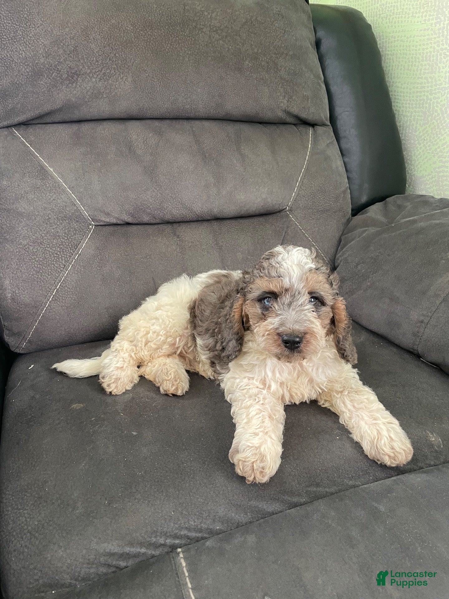 Cockapoo dogs Cockapoo 1 - Ad 2