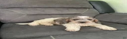 Cockapoo dogs for sale: Cockapoo 1 - Ad 2