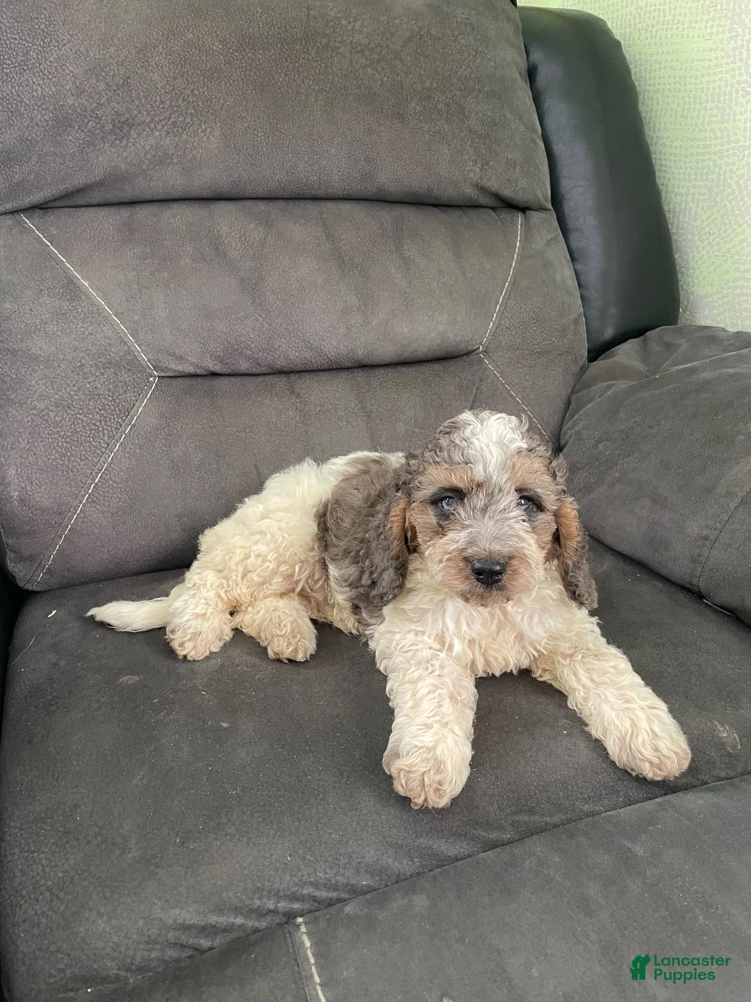 Cockapoo dogs for sale: Cockapoo 1 - Ad 2