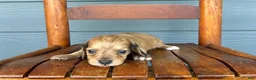 Miniature Dachshund dogs for sale: Burlap - Ad 3