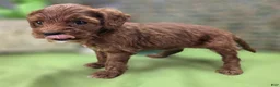 Cockapoo dogs for sale: Emily - Ad 16