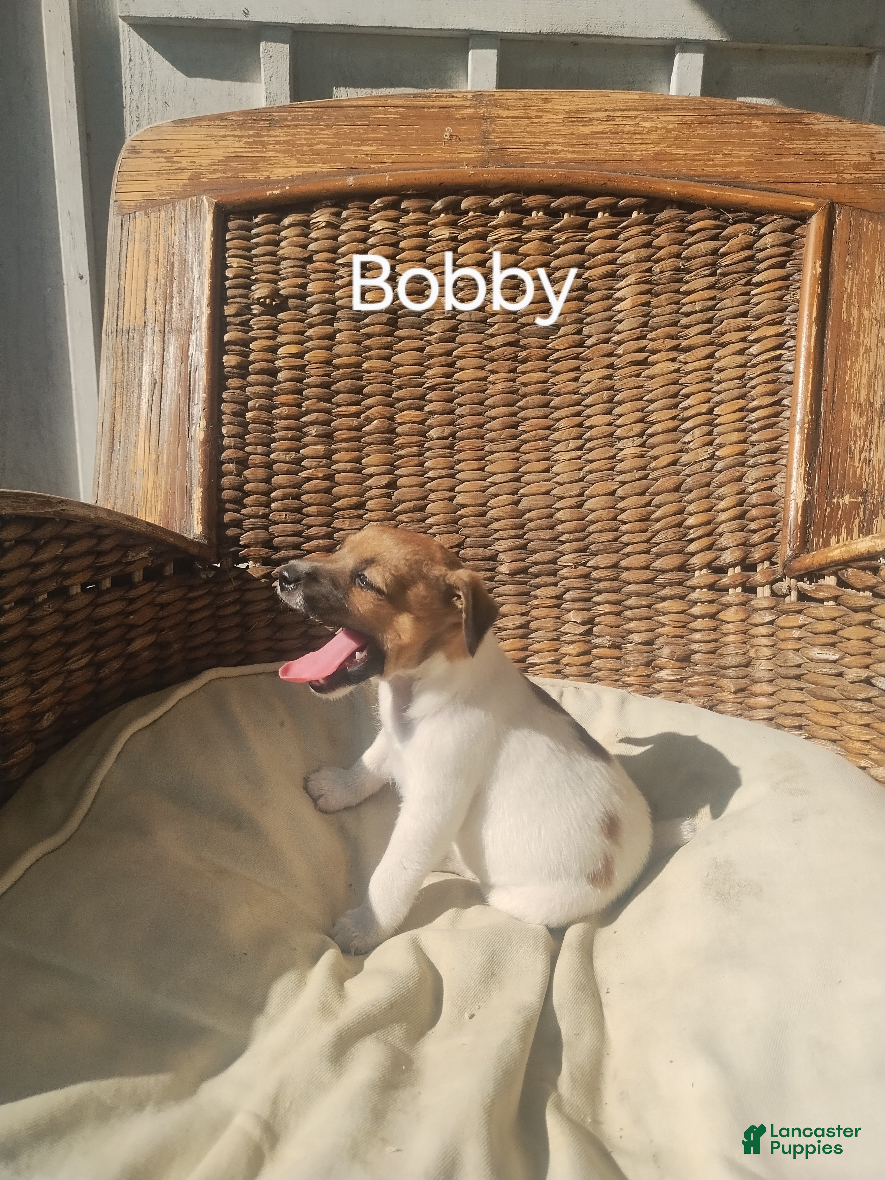 Jack Russell Terrier dogs Jack Russell Terrier 2 - Ad 1