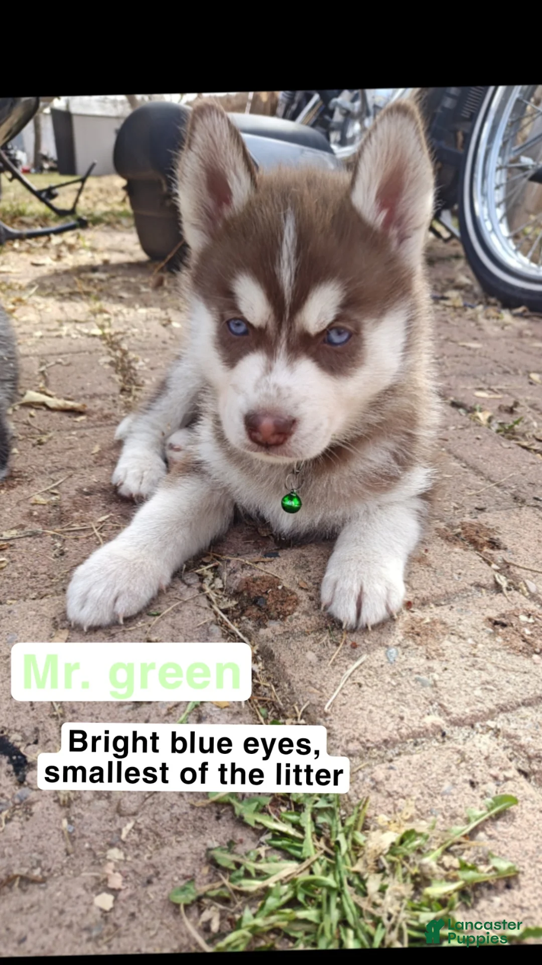 Mixed Breed dogs for sale: Mr. Green - Ad 1