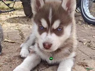 Mixed Breed dogs Mr. Green - Ad 4