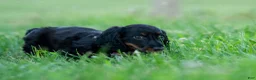 Miniature Dachshund dogs for sale: bentley - Ad 3