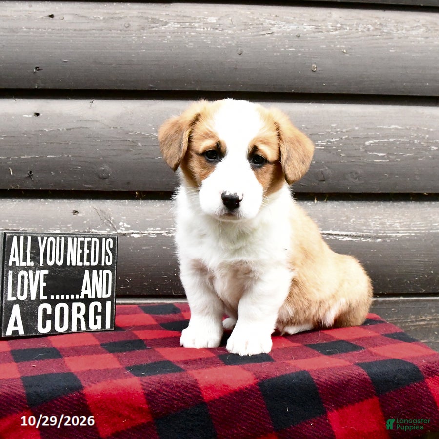 Welsh Corgi Pembroke dogs for sale: Mylon - Ad 2