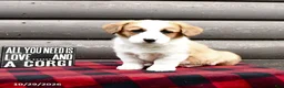 Welsh Corgi Pembroke dogs for sale: Mylon - Ad 2
