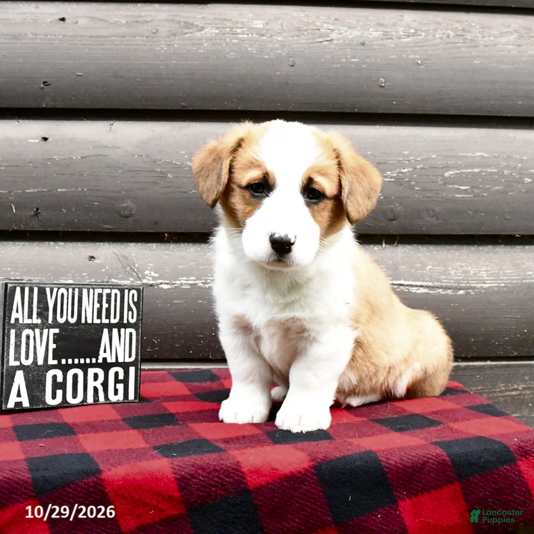 Welsh Corgi Pembroke dogs for sale: Mylon - Ad 2