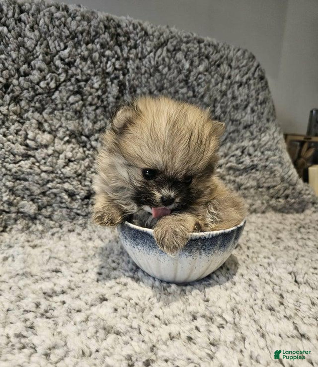 Pomeranian dogs for sale: Rafa - Ad 10